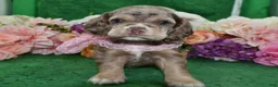 Cocker Spaniel dogs for sale: AKC Willow Chocolate Tan Merle American Cocker Spaniel Puppy - Ad 5