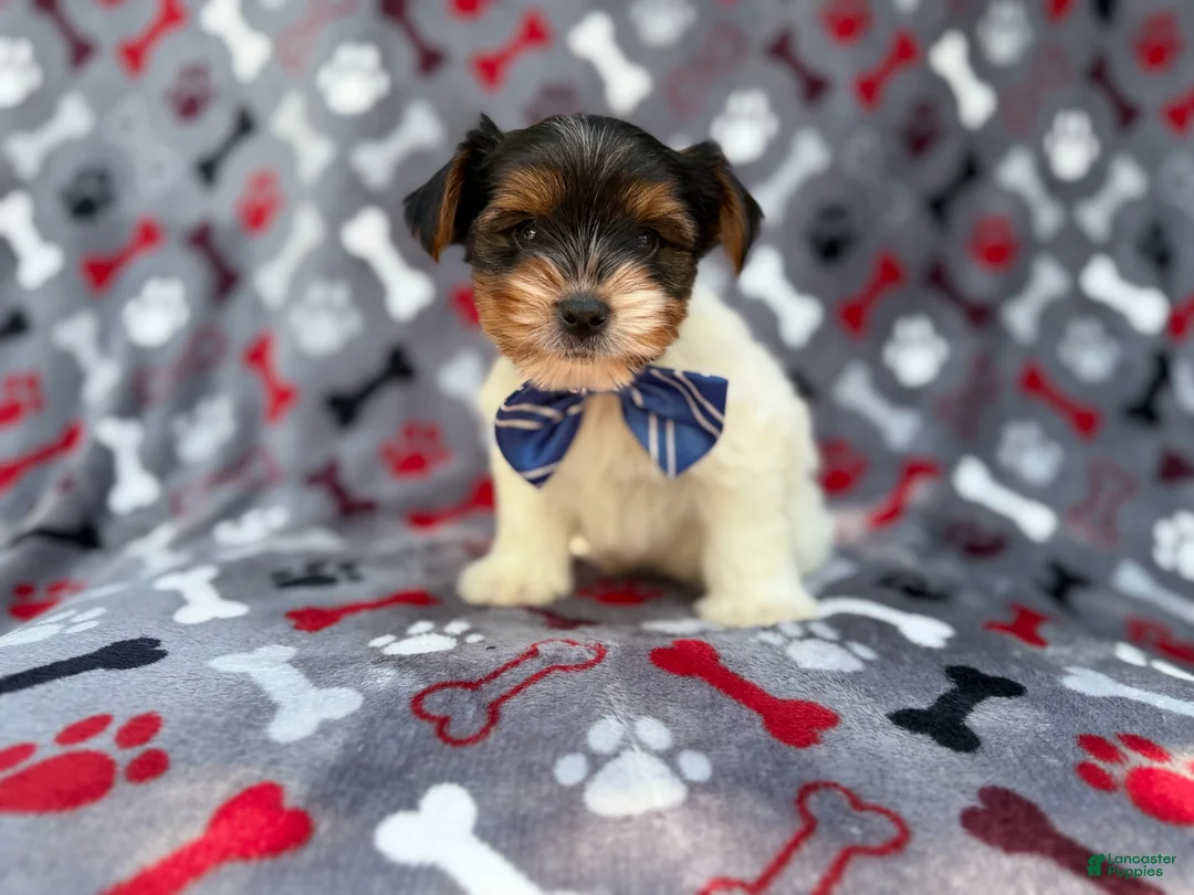 Yorkiepoo dogs for sale: Tuck - Ad 1