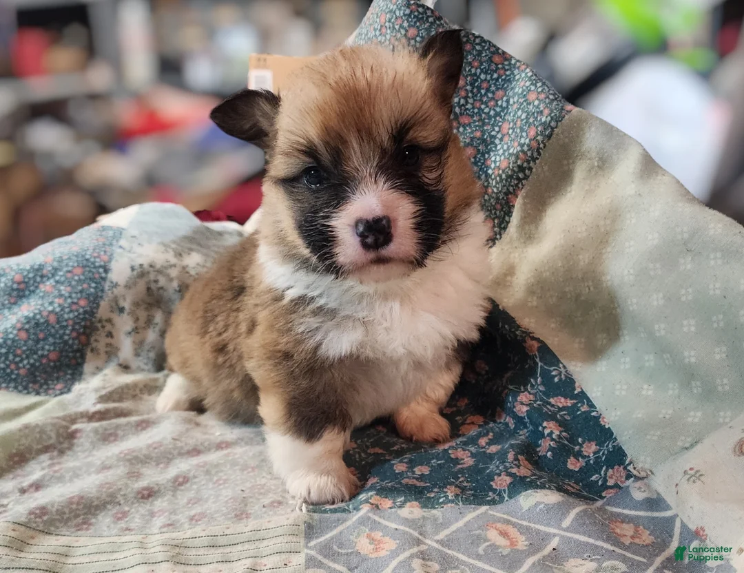 Welsh Corgi Pembroke dogs for sale: Willow Sage - Ad 1
