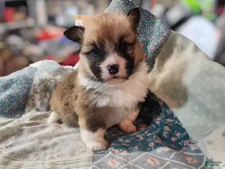 Welsh Corgi Pembroke dogs Willow Sage - Ad 18