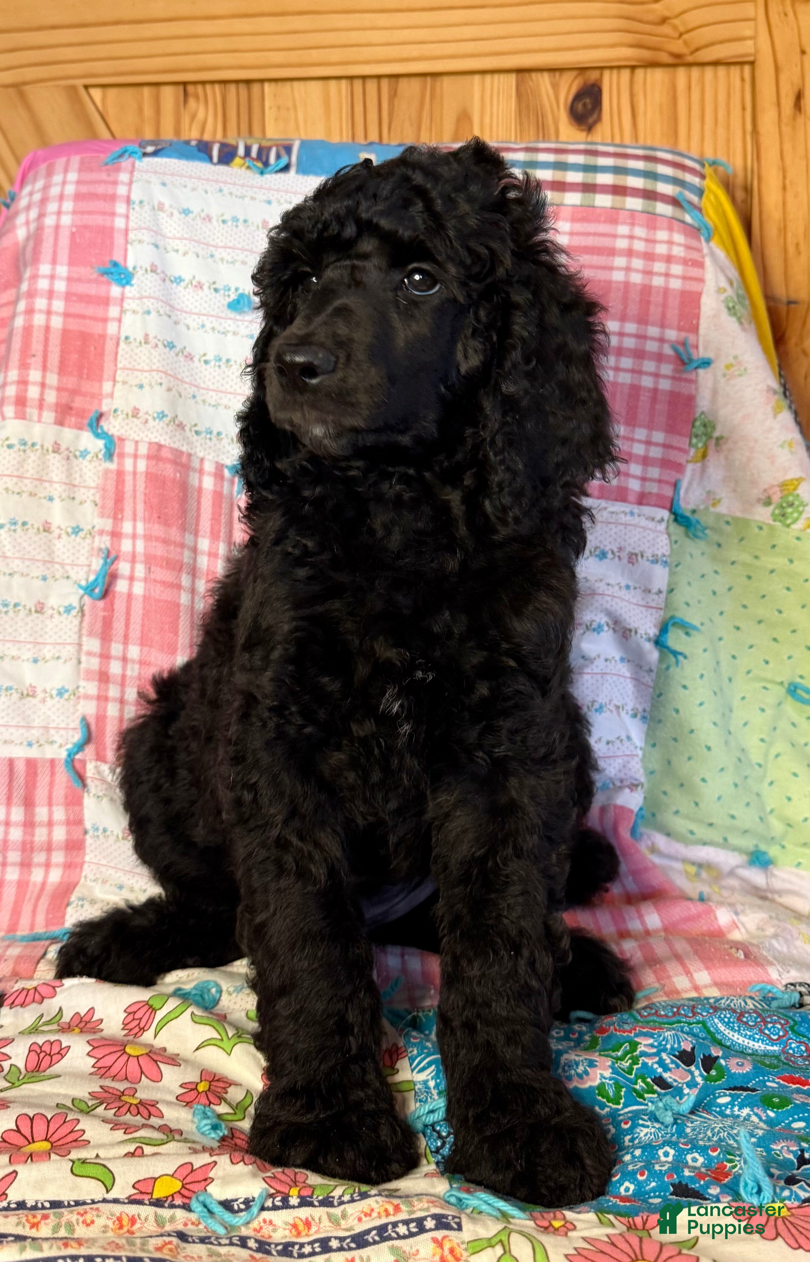 Standard Poodle dogs Fendi - Ad 1