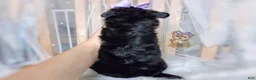 Morkie dogs for sale: Korean Moana - Ad 5