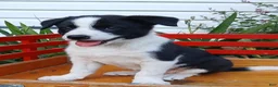 Border Collie dogs for sale: Queen - Ad 4