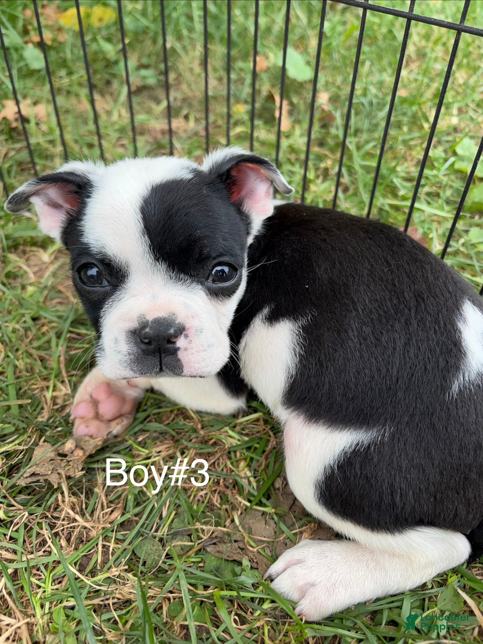 Boston Terrier dogs for sale: Boston Terrier 1 - Ad 15