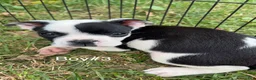 Boston Terrier dogs for sale: Boston Terrier 1 - Ad 1