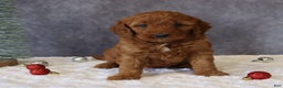 Mini Goldendoodle dogs for sale: Maggie - Ad 1