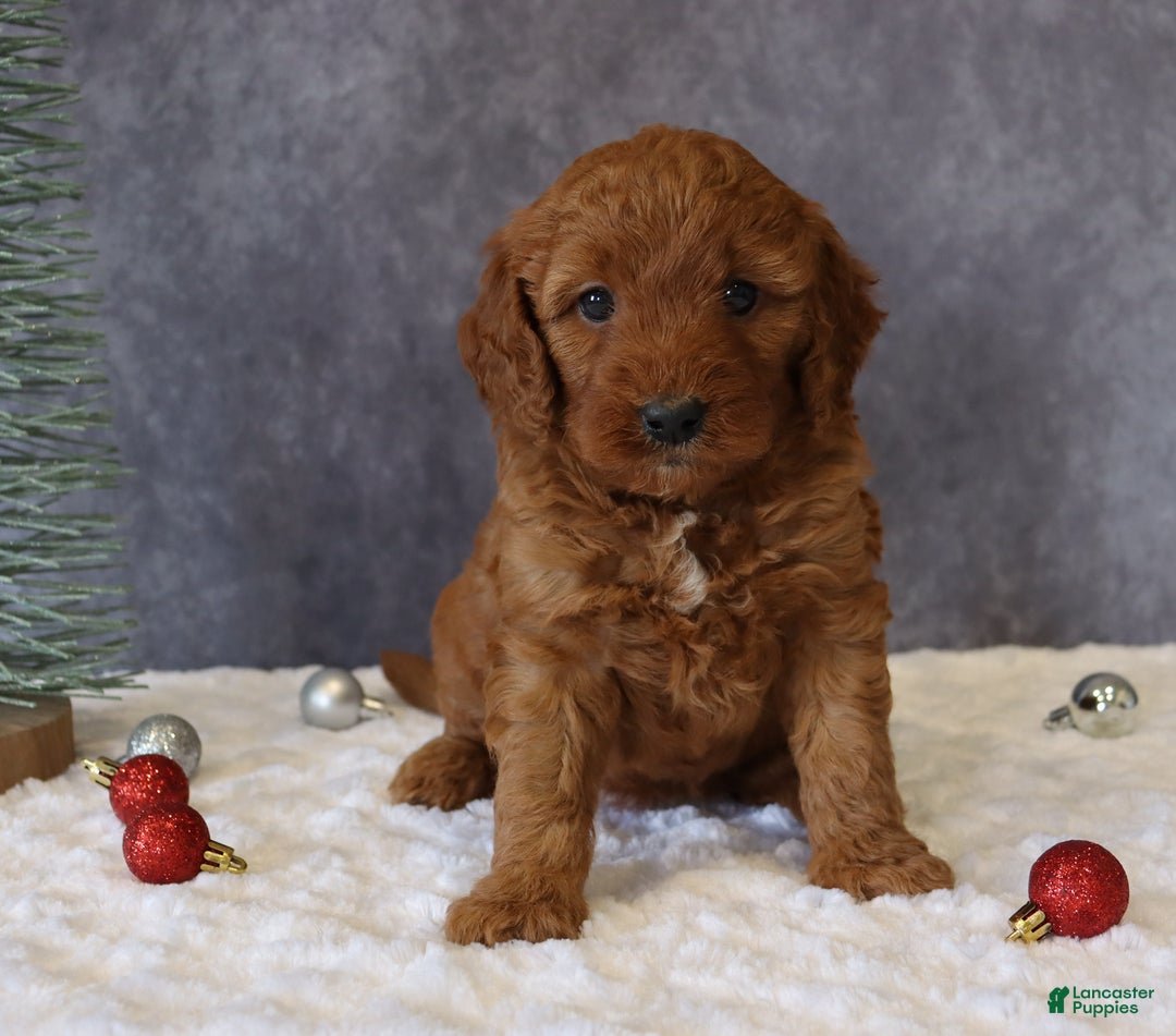 Mini Goldendoodle dogs for sale: Maggie - Ad 1