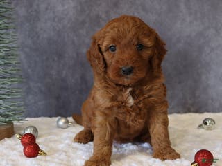 Mini Goldendoodle dogs Maggie - Ad 32