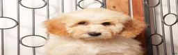 Bichpoo dogs for sale: April  - Ad 3