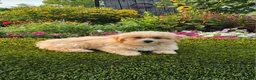 Havapoo dogs for sale: Asher - Ad 13