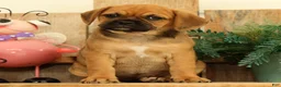 Puggle dogs for sale: Autumn - Ad 3