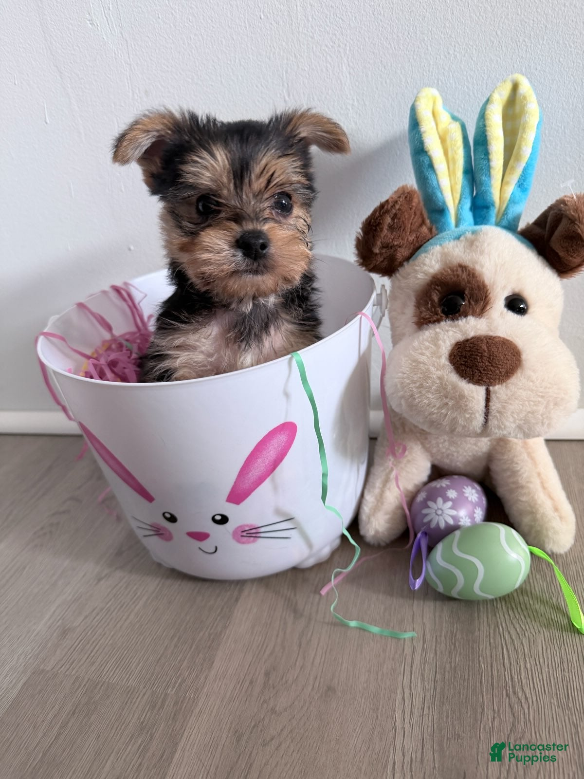 Yorkshire Terrier dogs Yorkshire Terrier Puppy 1 - Ad 4