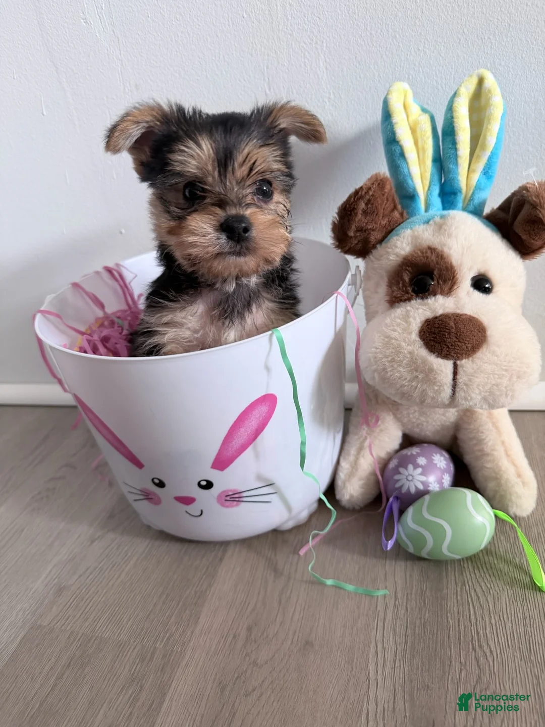 Yorkshire Terrier dogs for sale: Yorkshire Terrier Puppy 1 - Ad 1
