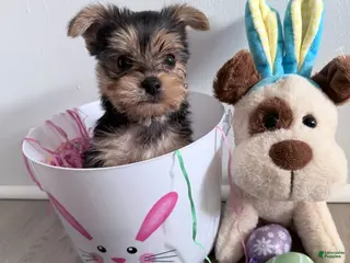Yorkshire Terrier dogs for sale: Yorkshire Terrier Puppy 1 - Ad 4