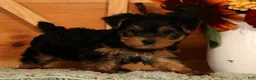 Yorkshire Terrier dogs for sale: Wesley - Ad 7