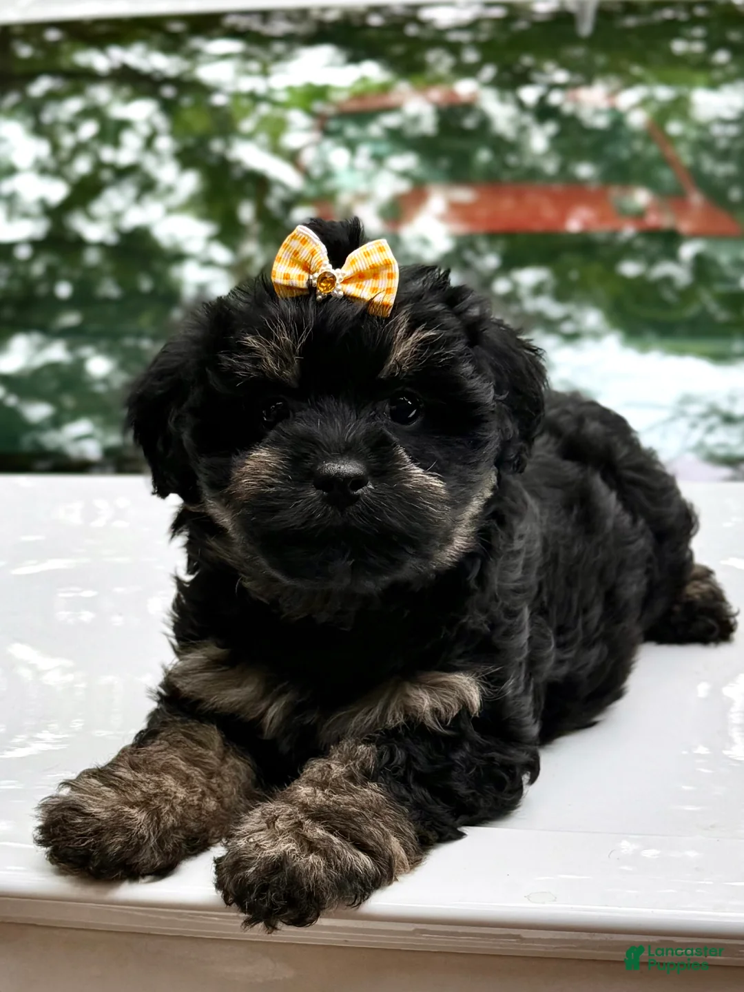 Mini Aussiedoodle dogs for sale: Mini Aussiedoodle Puppy 1 - Ad 2