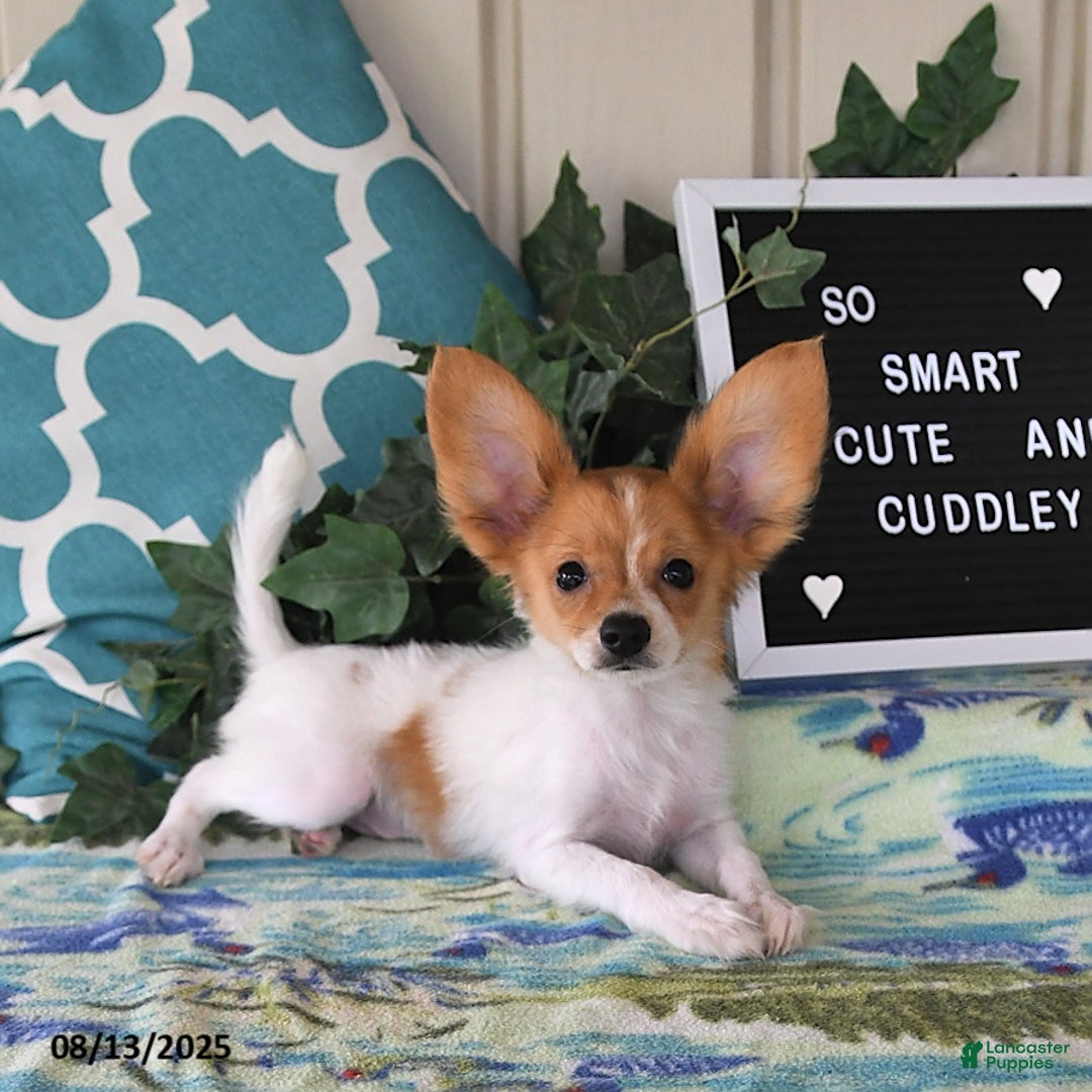 Papillon dogs for sale: Bailey - Ad 13