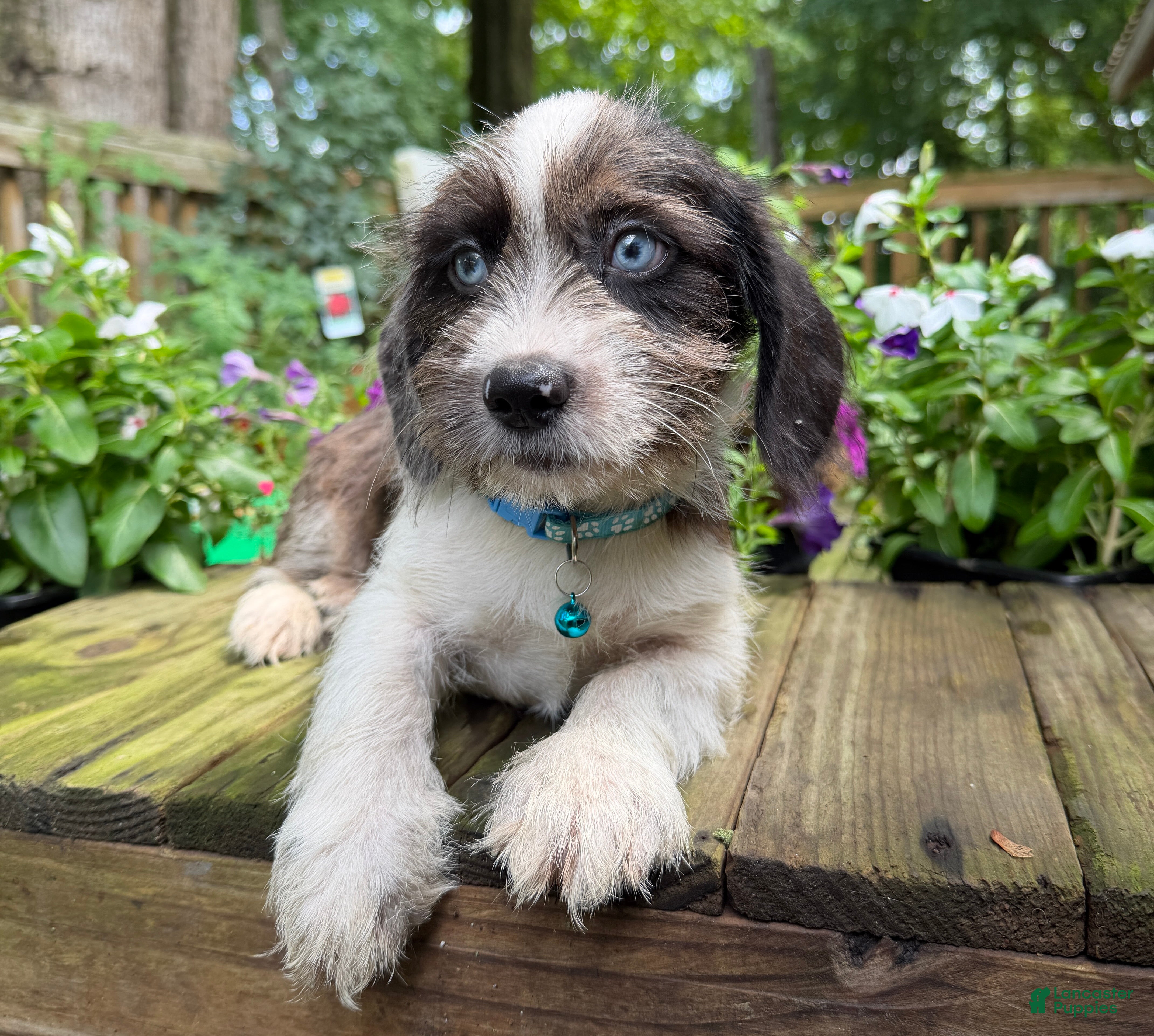 Mixed Breed dogs Buddy - Ad 1