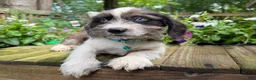 Mixed Breed dogs for sale: Buddy - Ad 1