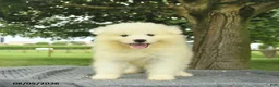Samoyed dogs for sale: Sheldon - Ad 3