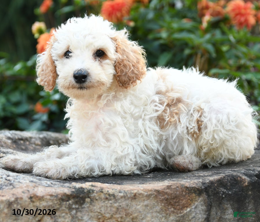 Mini Goldendoodle dogs for sale: Prince   - Ad 2