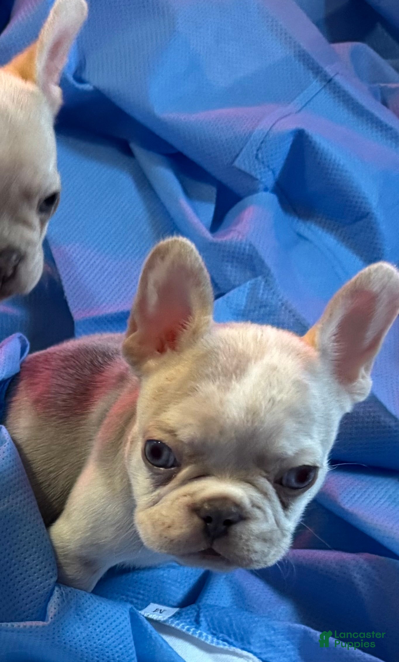 French Bulldog dogs Deuce - Ad 2