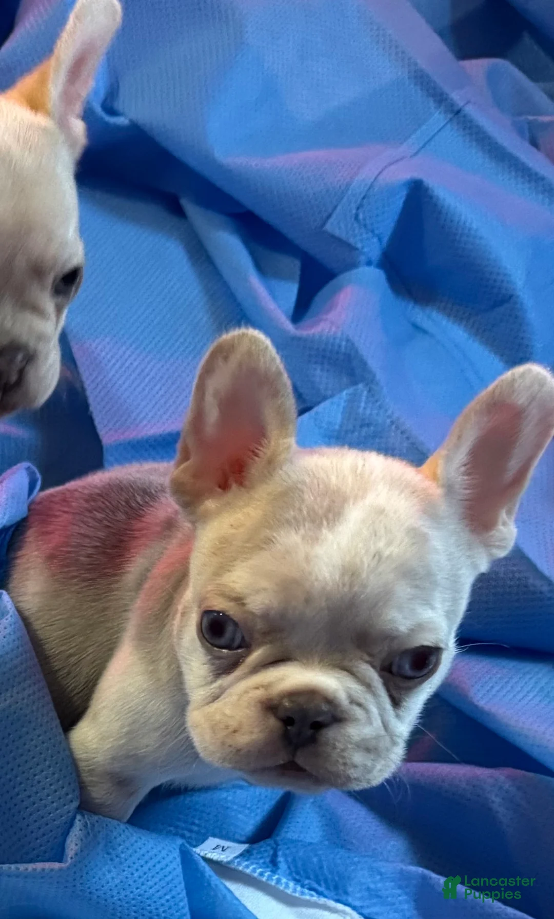 French Bulldog dogs for sale: Deuce - Ad 2