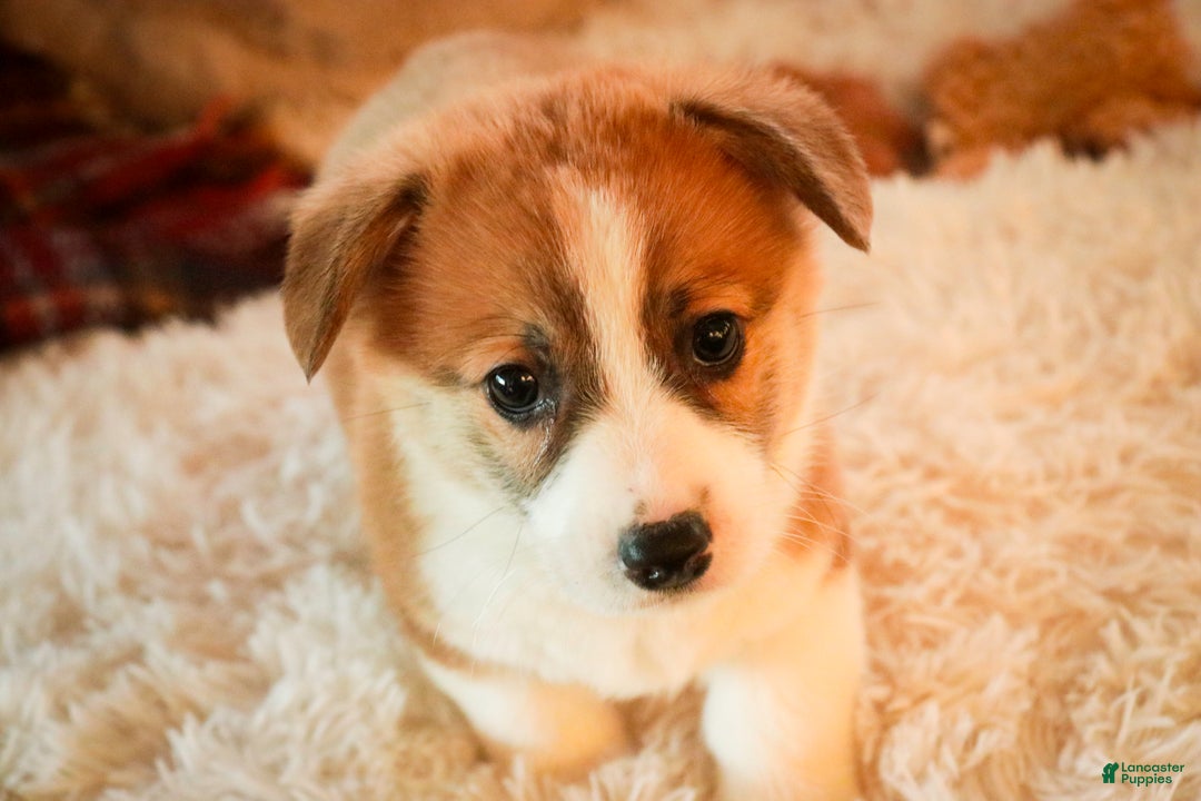 Welsh Corgi Pembroke dogs for sale: Toast - Ad 2