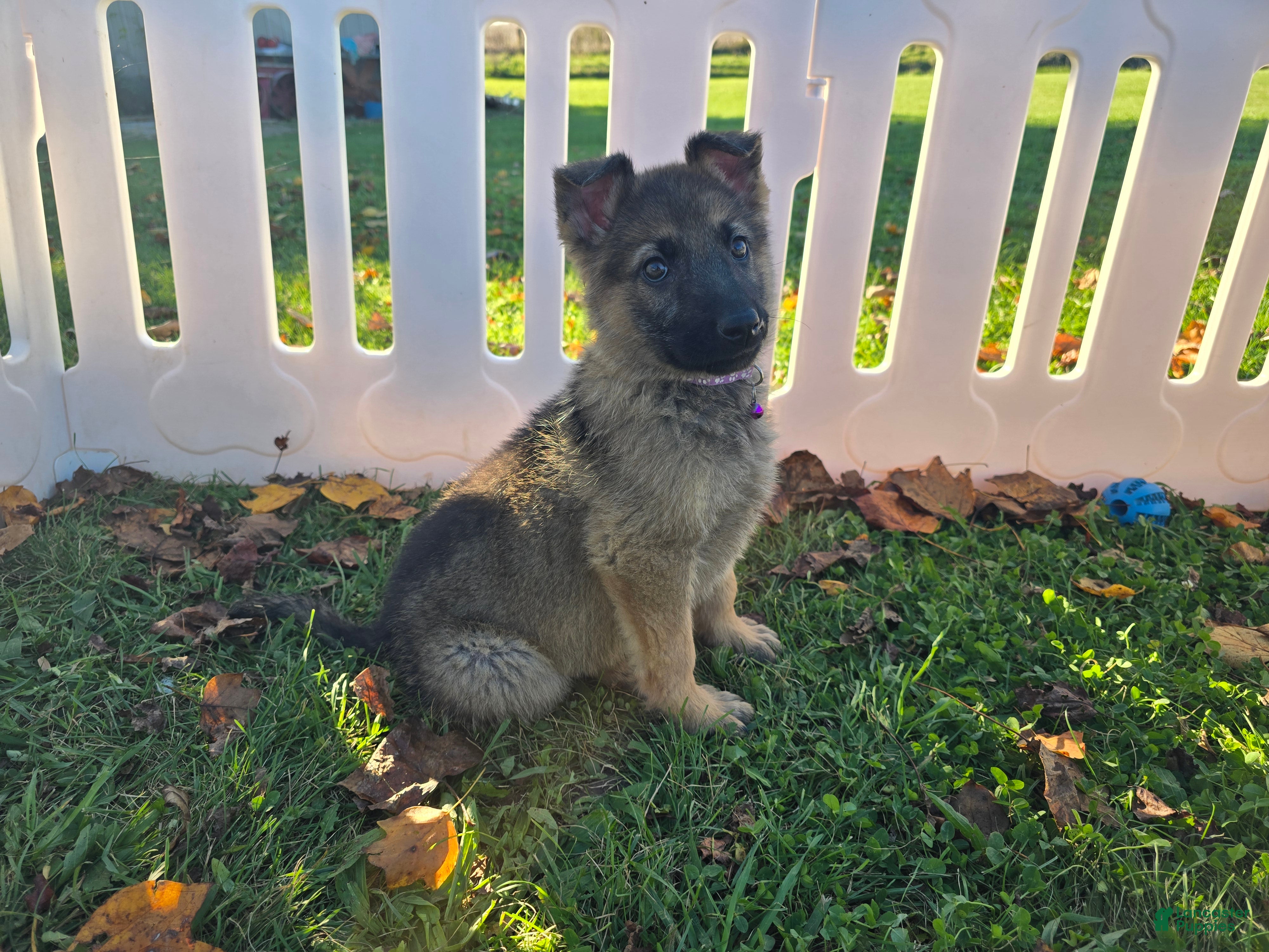 German Shepherd dogs for sale: German Shepherd 5 - Ad 5
