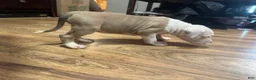 American Bully dogs for sale: American Bully 6 - Ad 3