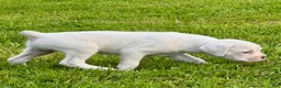 Boxer dogs for sale: BOLT  - Ad 3