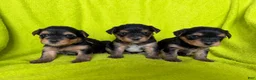 Yorkshire Terrier dogs for sale: Mochi 💚 - Ad 4