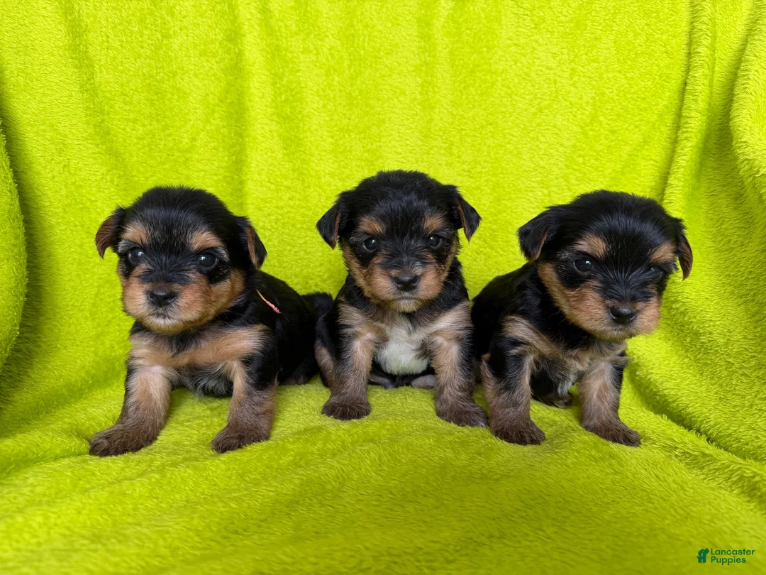 Yorkshire Terrier dogs for sale: Mochi 💚 - Ad 4