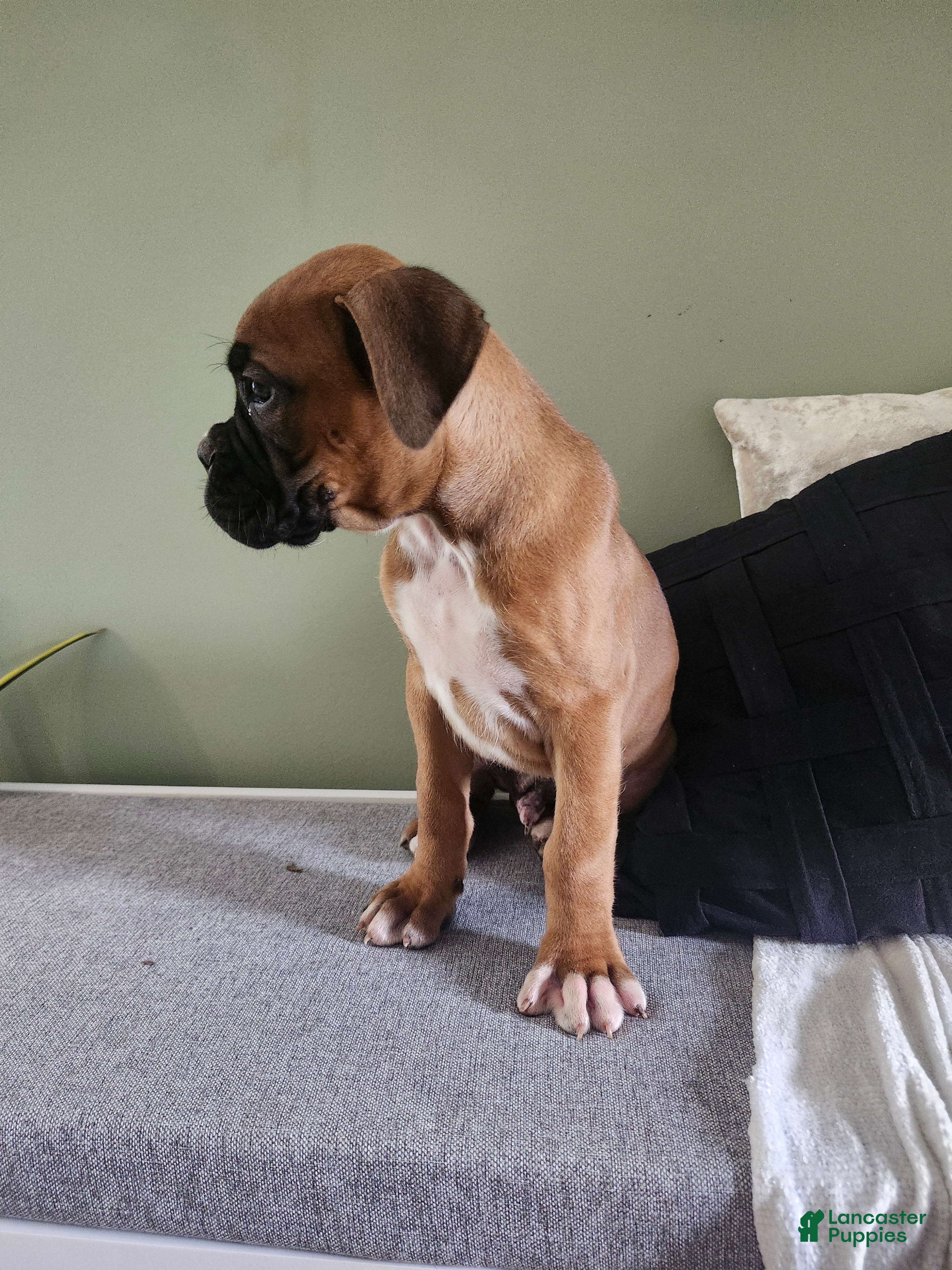 Boxer dogs Jagger  - Ad 2