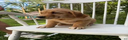 Golden Retriever dogs for sale: Bo  - Ad 15