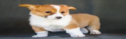 Welsh Corgi Pembroke dogs for sale: Butter - Ad 1