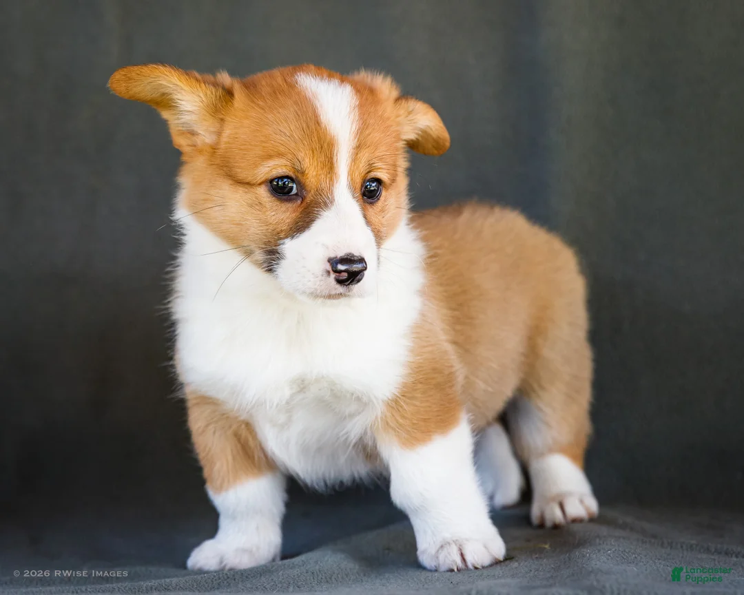 Welsh Corgi Pembroke dogs for sale: Butter - Ad 1