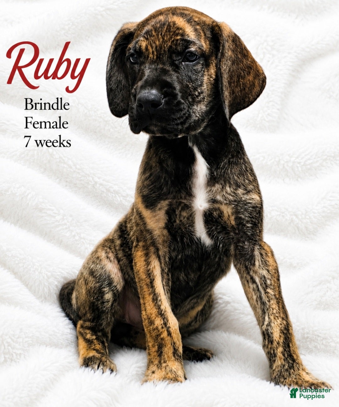Great Dane dogs Ruby - Ad 7