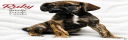Great Dane dogs for sale: Ruby - Ad 3