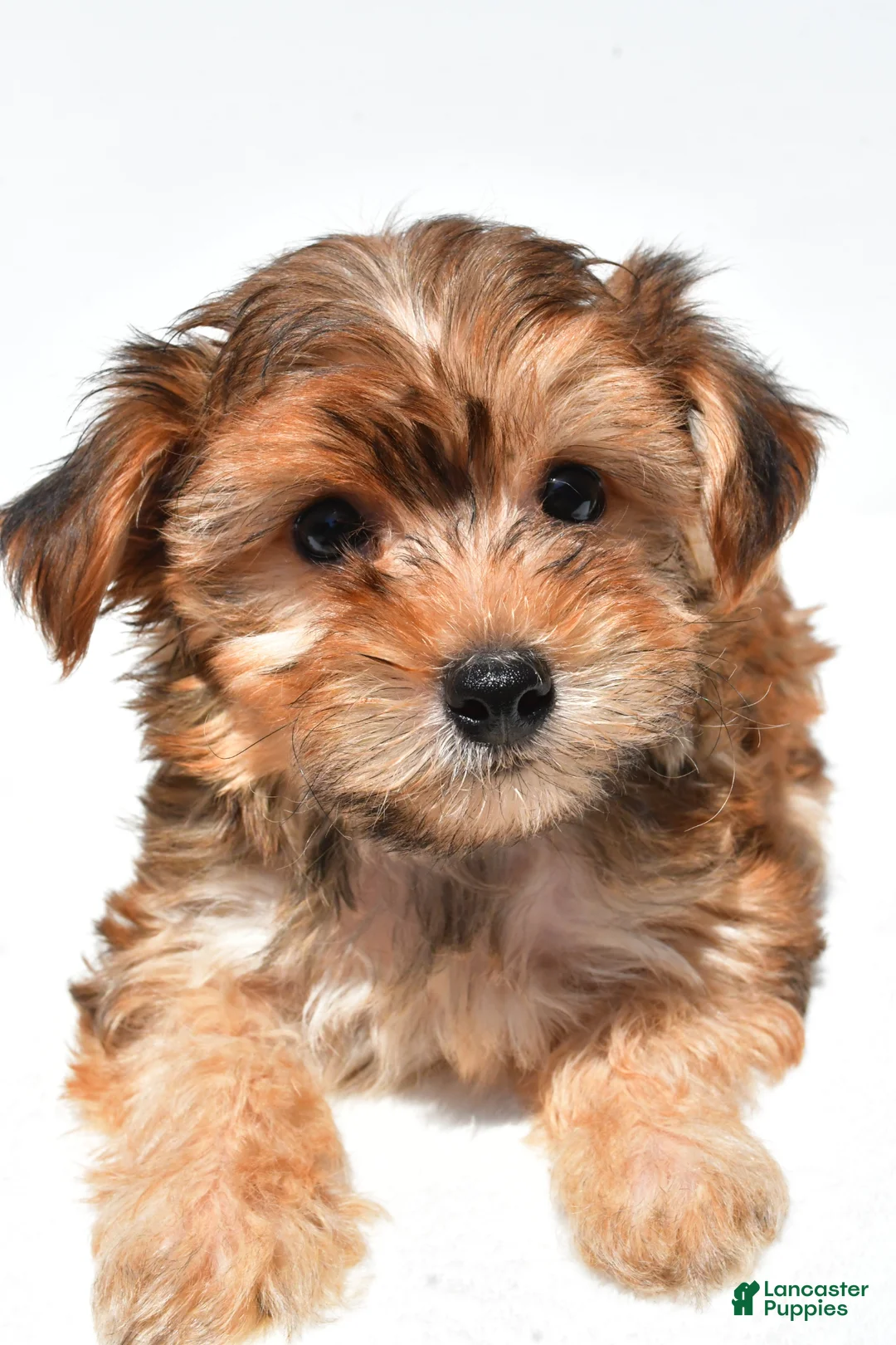 Yorkiepoo dogs for sale: Jip - Ad 1