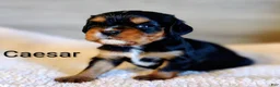 King Charles Spaniel dogs for sale: King Charles Spaniel 1 Caesar - Ad 1