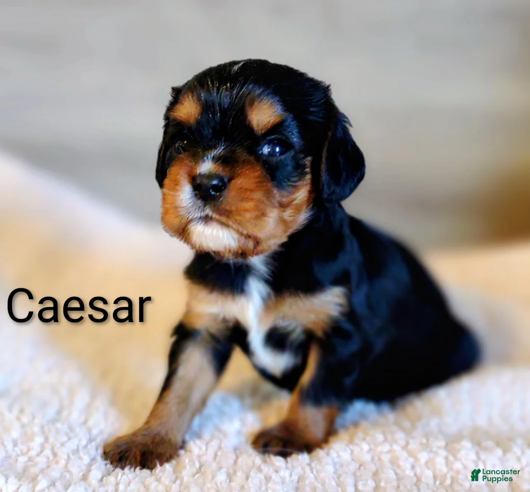 King Charles Spaniel dogs for sale: King Charles Spaniel 1 Caesar - Ad 1