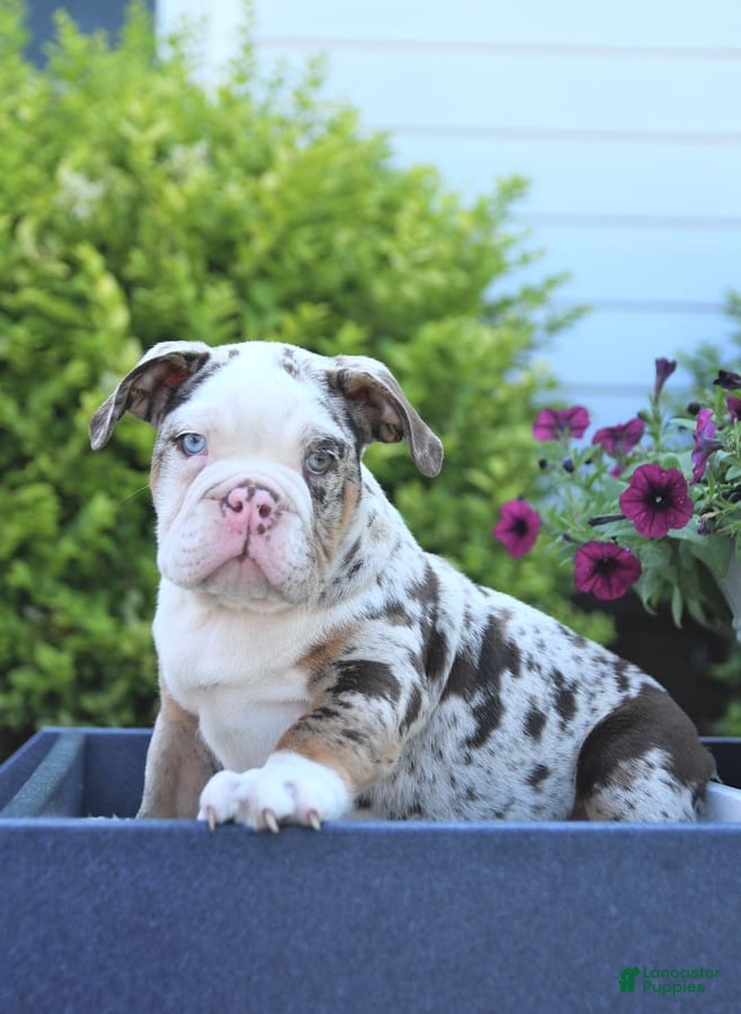 Gallery Image {{count}}