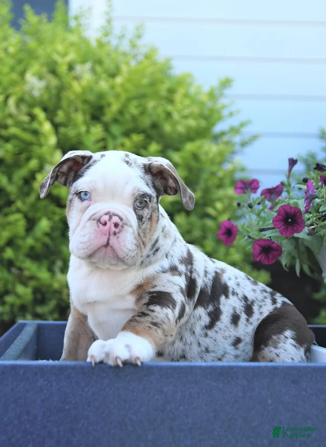 Gallery Image {{count}}