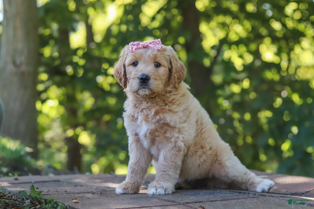 Mixed Breed dogs for sale: Jinger - Ad 5