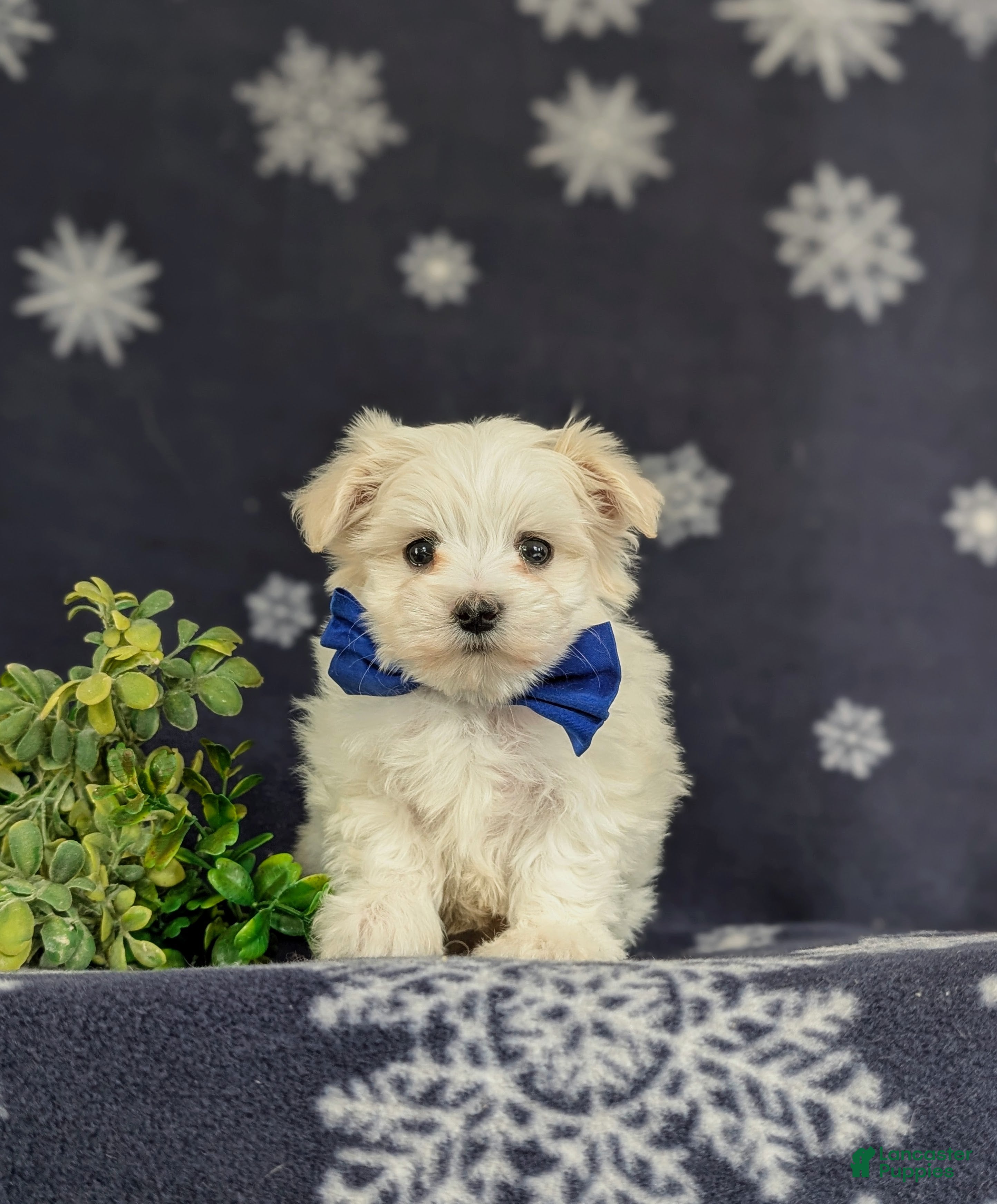 Maltese dogs Eddie 6 lbs Full Grown - Ad 2