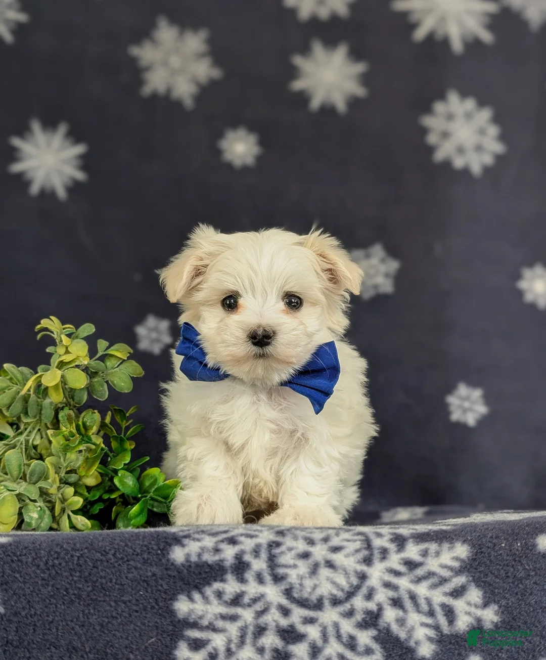 Maltese dogs for sale: Eddie 6 lbs Full Grown - Ad 2