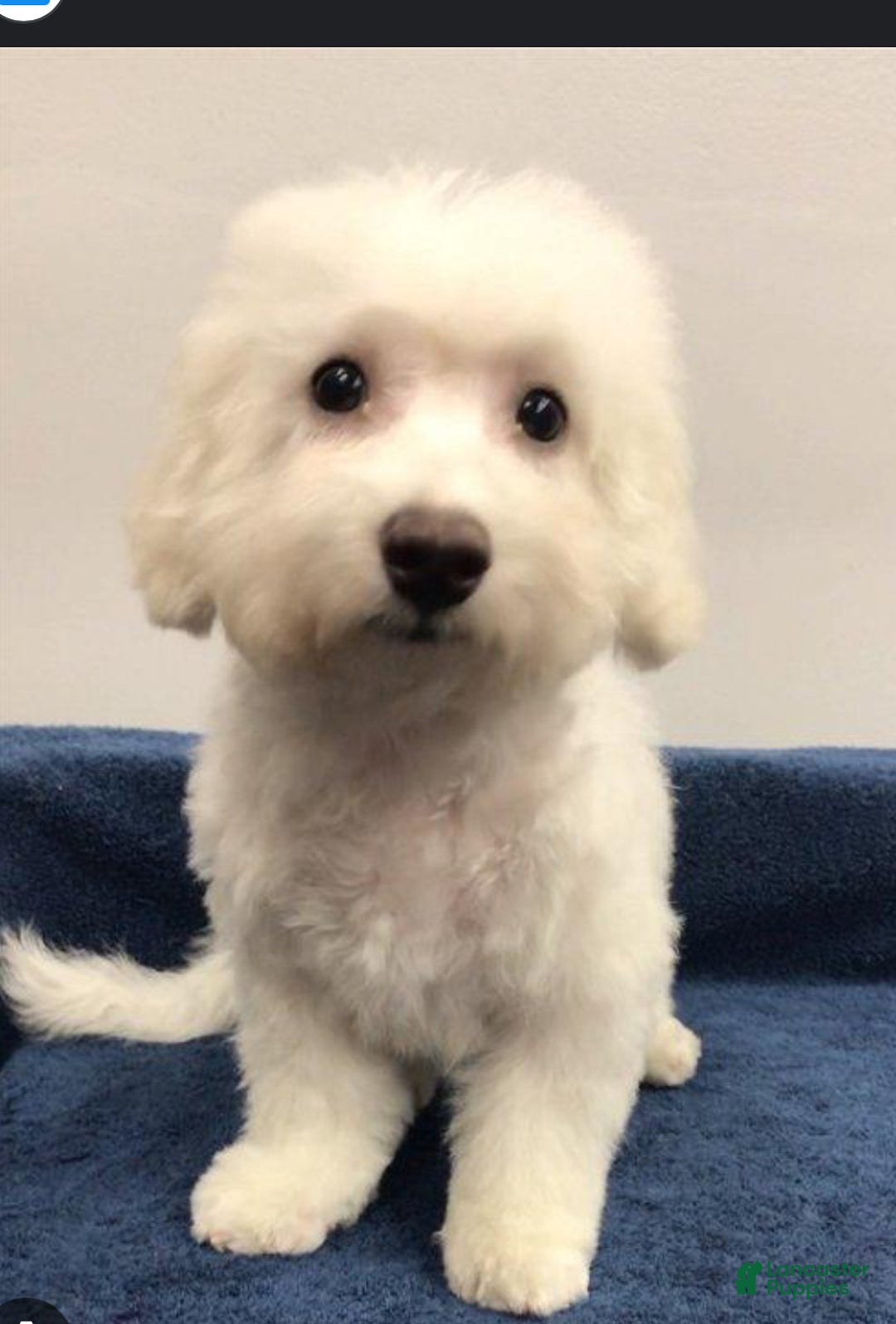 Bichpoo dogs for sale: Boy Jack - 8340 - Ad 5