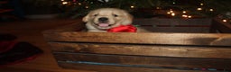 Golden Retriever dogs for sale: Golden Retriever Puppy red - Ad 2