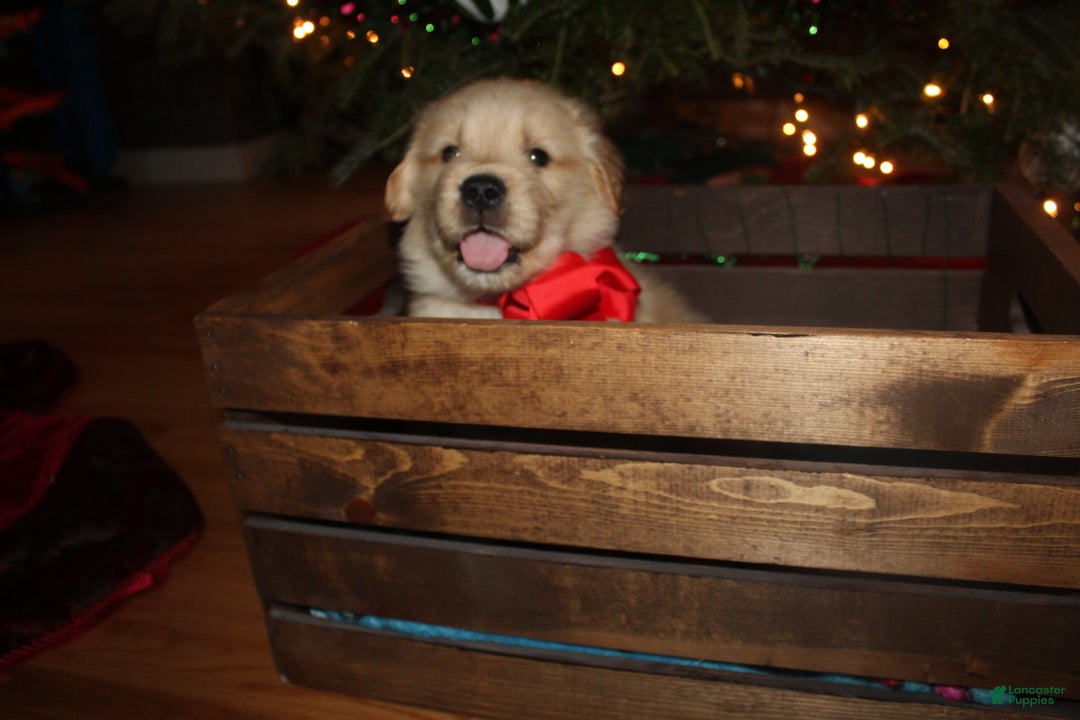 Golden Retriever dogs for sale: Golden Retriever Puppy red - Ad 2